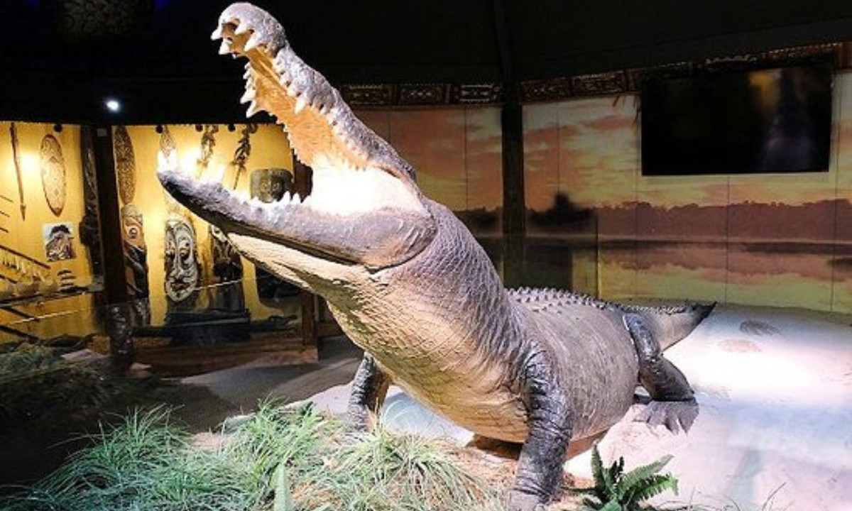 Sau khi bị bắt ở Papua New Guinea và hai lần chuyển nơi sinh sống, hiện nay, cá sấu Gomek đang được nuôi nhốt tại Vườn thú St. Augustine Alligator Farm tại bang Florida, Mỹ.. (Nguồn: TripAdvisor)