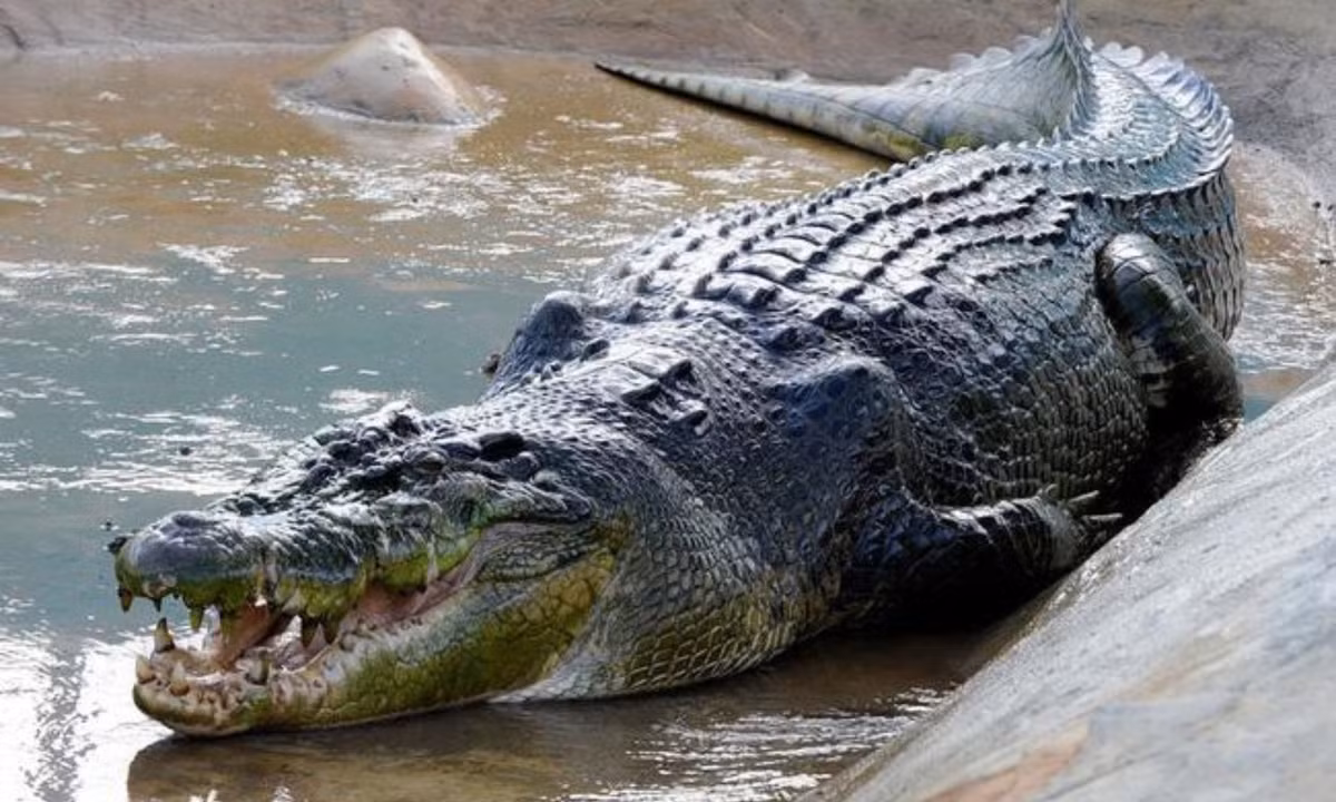 1. Cá sấu Lolong: sống ở Philipines thuộc loài cá sấu nước mặt, có trọng lượng đạt 1075 kg, dài 6.1 mét. Nơi sinh sống của Agusan del Sur, Philippines. 