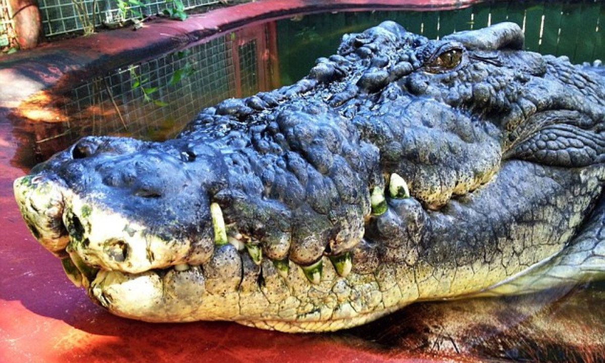 3. Cá sấu Cassius: cũng là một “thủy quái” thuộc họ cá sấu nước mặn Australia. Nó nặng 997.9 kg và dài 5.4 mét. Nơi sinh sống của nó là bang Queensland, Australia. (Nguồn: Daily Mail)