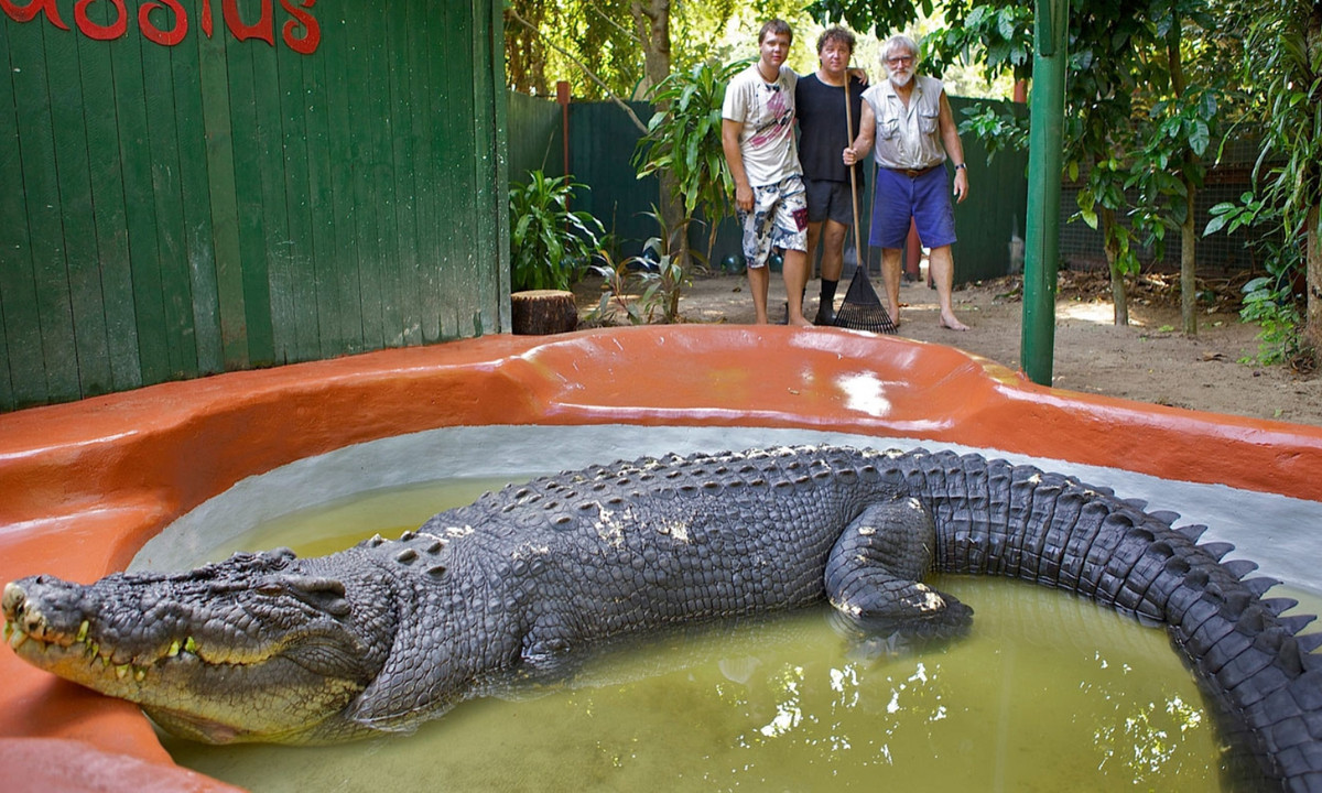 Cá sấu Cassius có kích thước và tuổi thọ ấn tượng. Người ta tin rằng Cassius đã 110 tuổi và còn có thể sống lâu hơn nữa. Nó cũng được xem là con cá sấu già và lớn nhất vẫn đang sống khỏ. (Nguồn: 9News)