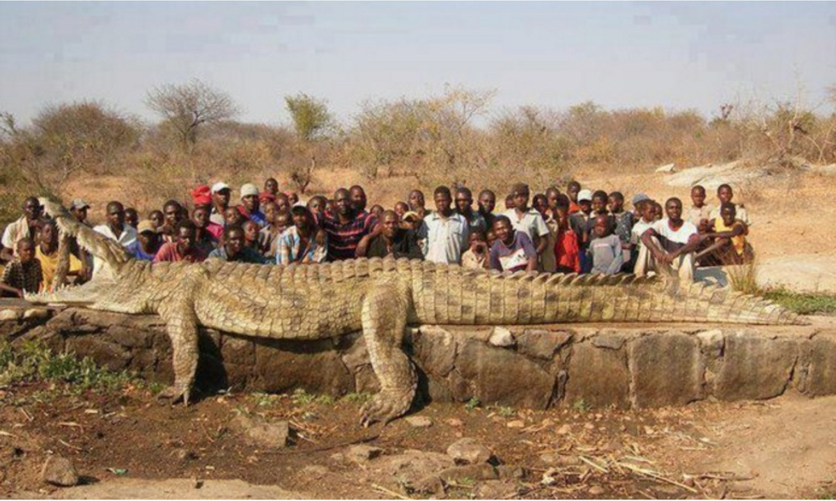 Cá sấu Gustave được người bản địa coi là một con mãnh thú thực sự. Nó cũng là con cá sấu lớn nhất châu lục, từng ăn thịt nhiều người. Người bản địa tin rằng Gustave đã tấn công và gây tai họa cho ít nhất 300 người dân dọc bờ sông Ruzizi River và hồ Tanganyika. (Nguồn: Báo Giao Thông).