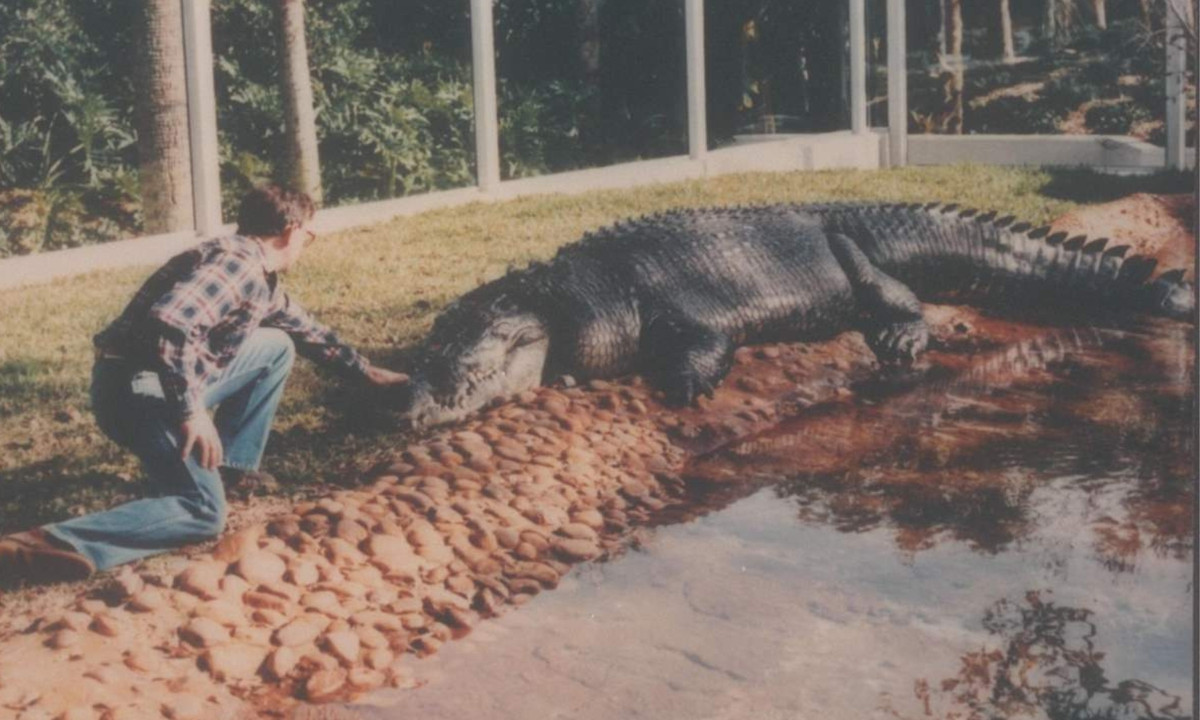 4. Cá sấu Gomek: thuộc loài cá sấu nước mặn. Cá thể này có trọng lượng 860 kg và chiều dài cơ thể đạt 5.4 mét. Nơi sinh sống của nó là các khu vực ven biển của Papua New Guinea. (Nguồn: Báo Giao Thông)