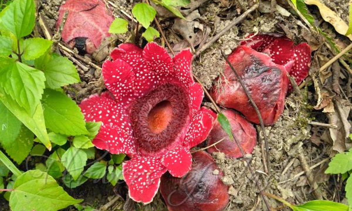 Loài hoa Sapria himalayana là trường hợp đầu tiên được biết đến về một loài thực vật từ bỏ di truyền lục lạp. (Nguồn: Flower of India)