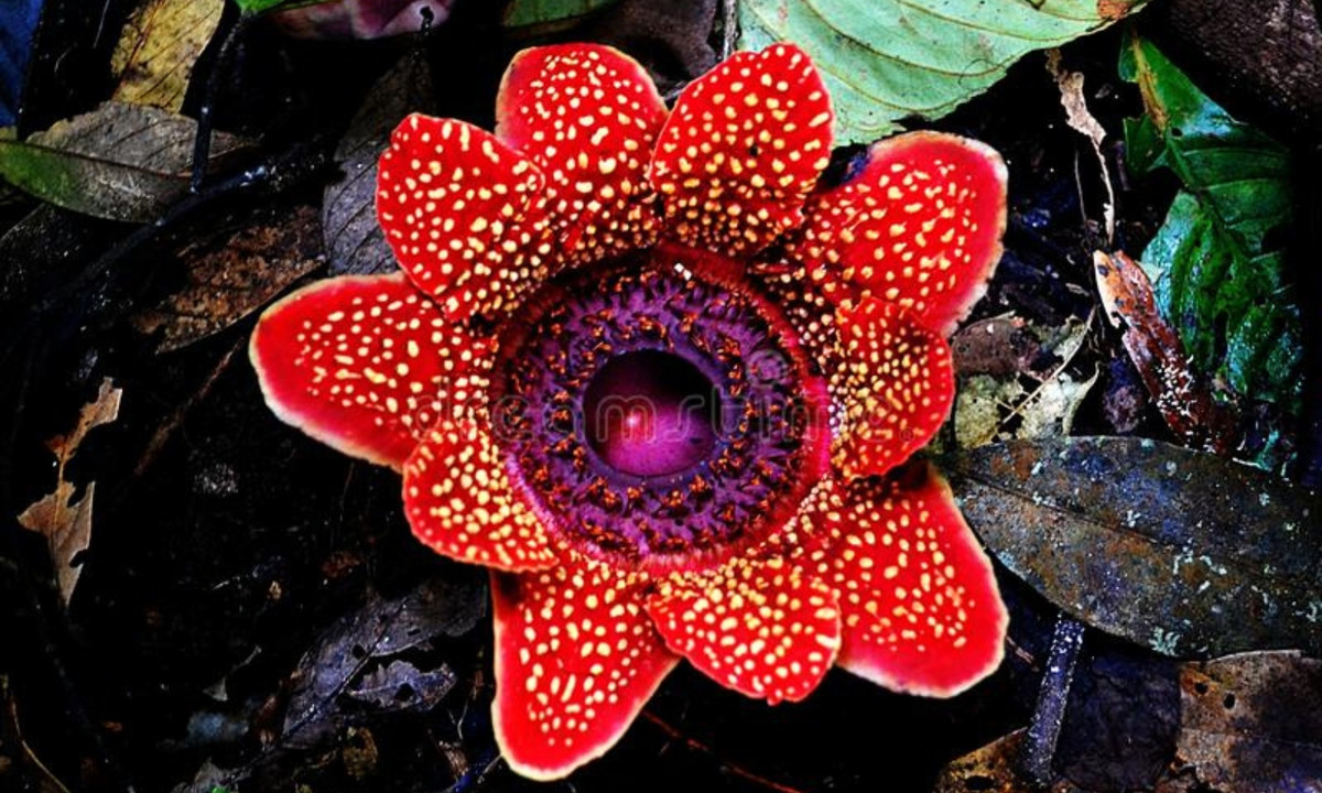 Lần duy nhất trong vòng đời mà Sapria "lộ diện" là khi nó nở thành bông hoa to bằng cái đĩa, có màu đỏ với những đốm nhạt và mùi hôi khó chịu. (Nguồn: Dreamstime)