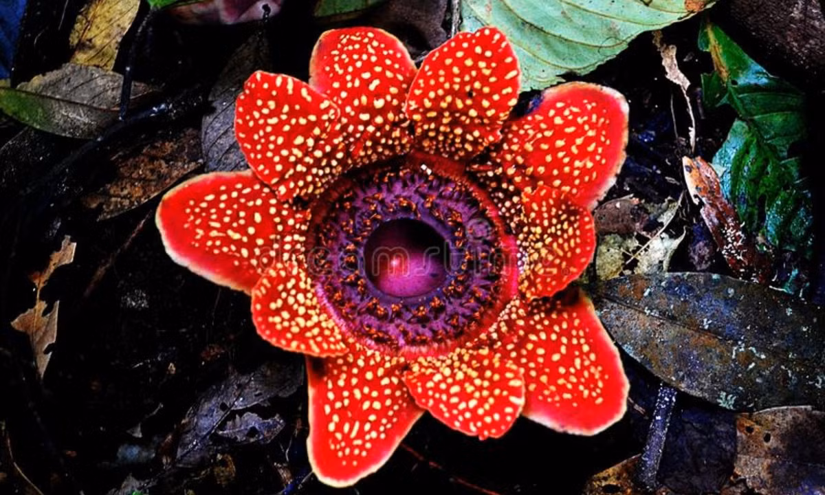 Lần duy nhất trong vòng đời mà Sapria "lộ diện" là khi nó nở thành bông hoa to bằng cái đĩa, có màu đỏ với những đốm nhạt và mùi hôi khó chịu. (Nguồn: Dreamstime)