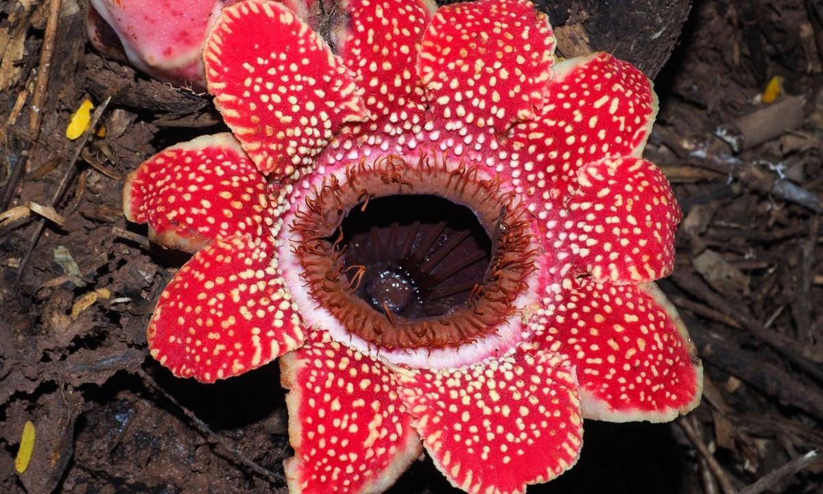 Sapria cũng là họ hàng của loài hoa lớn nhất trên thế giới, Rafflesia arnoldii - một loài thực vật ký sinh khác. (Nguồn: Plants of the World Online)