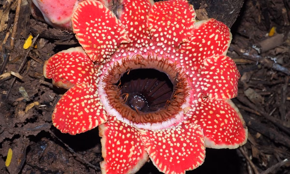 Sapria cũng là họ hàng của loài hoa lớn nhất trên thế giới, Rafflesia arnoldii - một loài thực vật ký sinh khác. (Nguồn: Plants of the World Online)