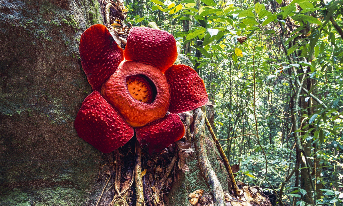 Mặc dù các loài thực vật ký sinh khác loại bỏ nhiều gene của chúng, hiếm có trường hợp nào "cực đoan" như Sapria. (Nguồn: CGTN)