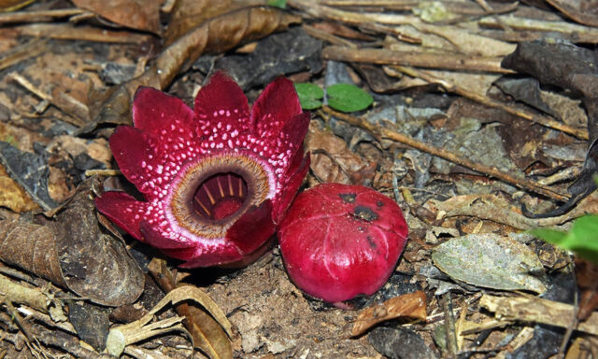 Ngoài ra, để hạn chế đời sống ký sinh khắc nghiệt của mình, Sapria cũng đánh cắp hơn 1% gene từ cây chủ mà nó ký sinh. (Nguồn: Alamy)
