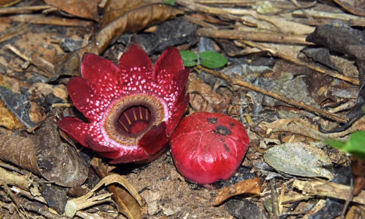 Ngoài ra, để hạn chế đời sống ký sinh khắc nghiệt của mình, Sapria cũng đánh cắp hơn 1% gene từ cây chủ mà nó ký sinh. (Nguồn: Alamy)