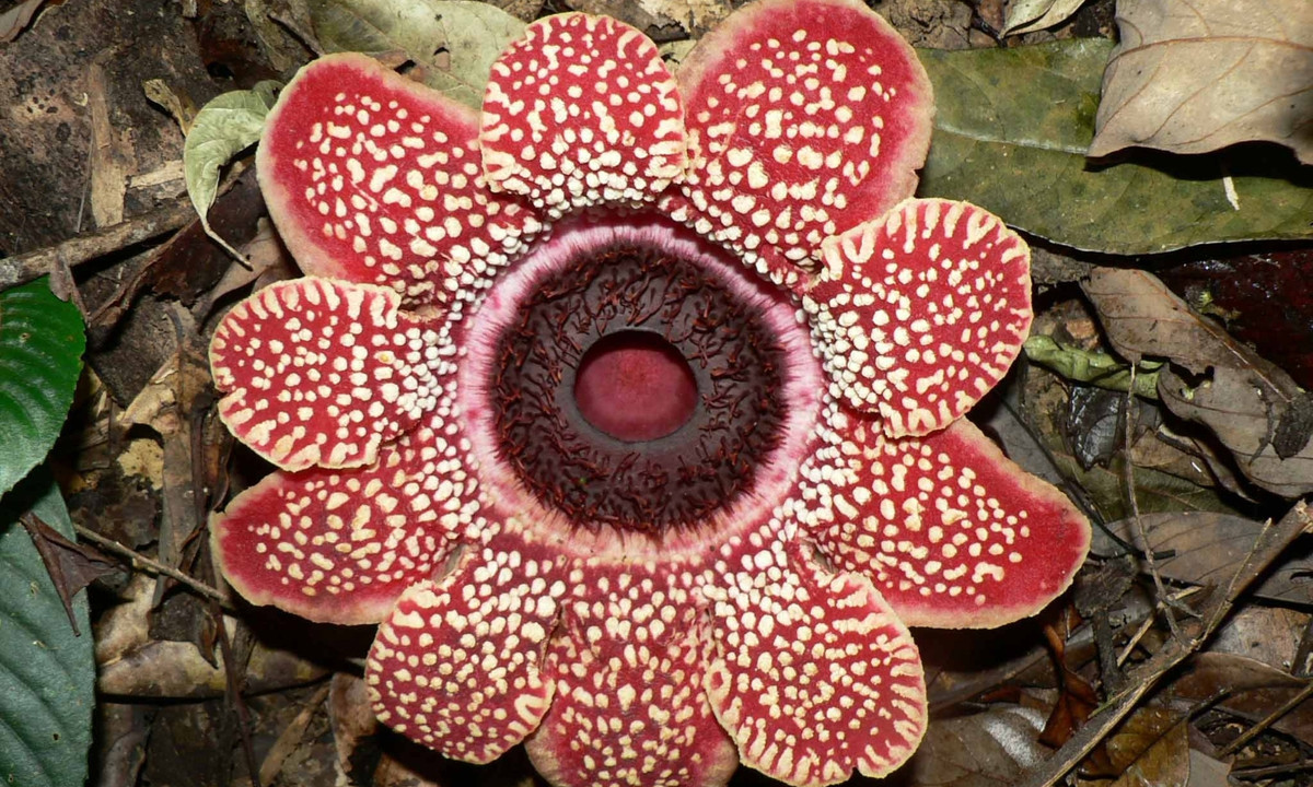 Theo một nghiên cứu mới đây, Sapria mất khoảng 44% số gene thường thấy ở thực vật có hoa. (Nguồn: indiabiodiversity.org)