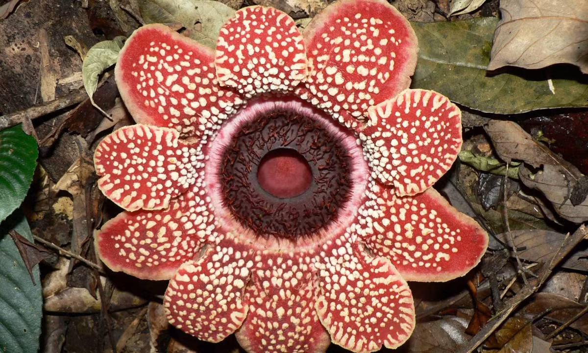 Theo một nghiên cứu mới đây, Sapria mất khoảng 44% số gene thường thấy ở thực vật có hoa. (Nguồn: indiabiodiversity.org)