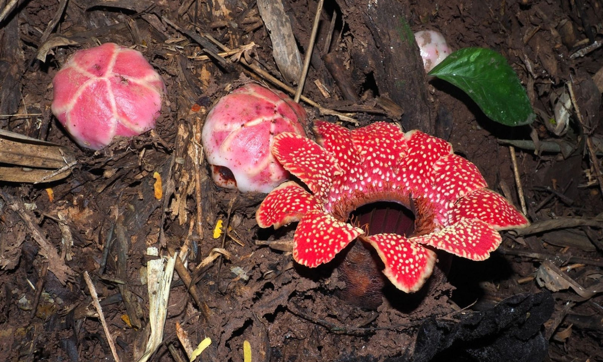 Đây là trường hợp đầu tiên được ghi nhận về việc thực vật từ bỏ di truyền lục lạp của nó. (Nguồn: Plants of the World Online)