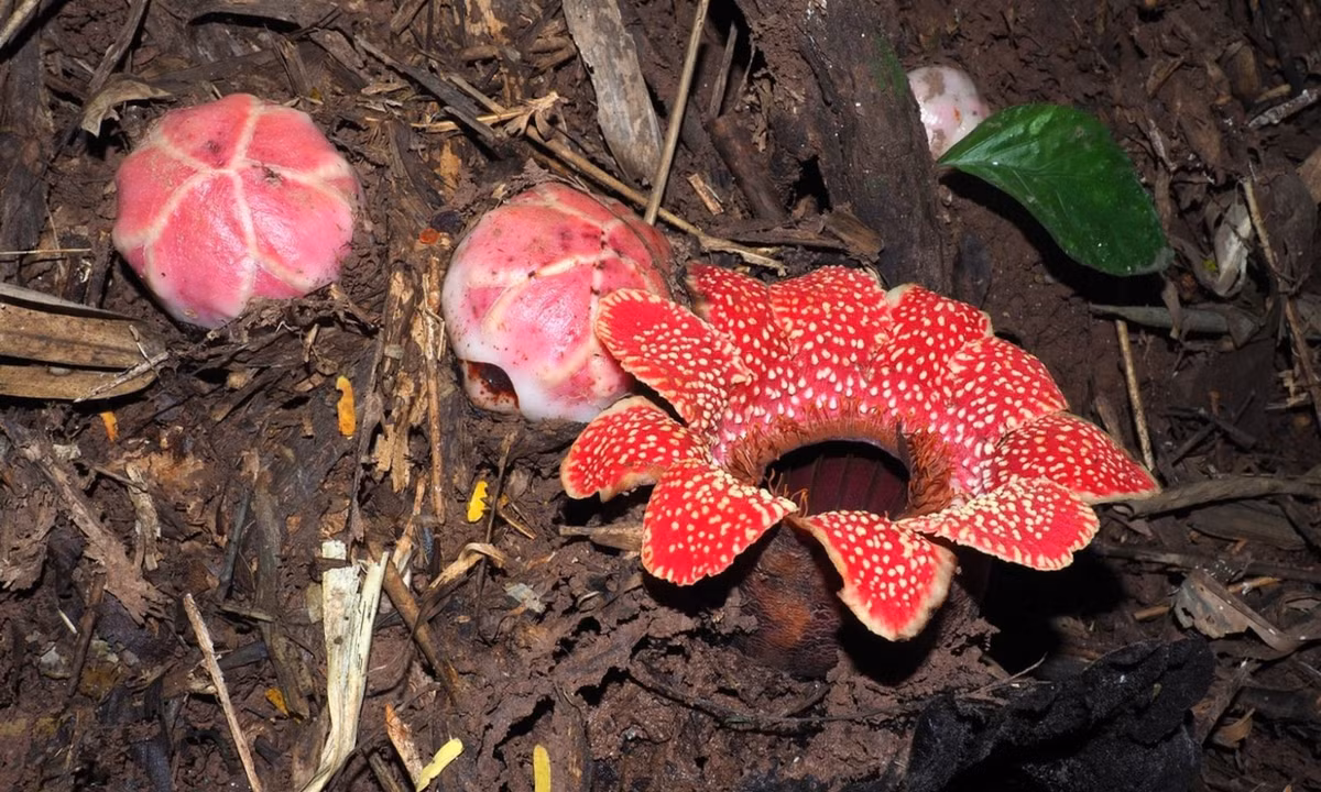 Đây là trường hợp đầu tiên được ghi nhận về việc thực vật từ bỏ di truyền lục lạp của nó. (Nguồn: Plants of the World Online)