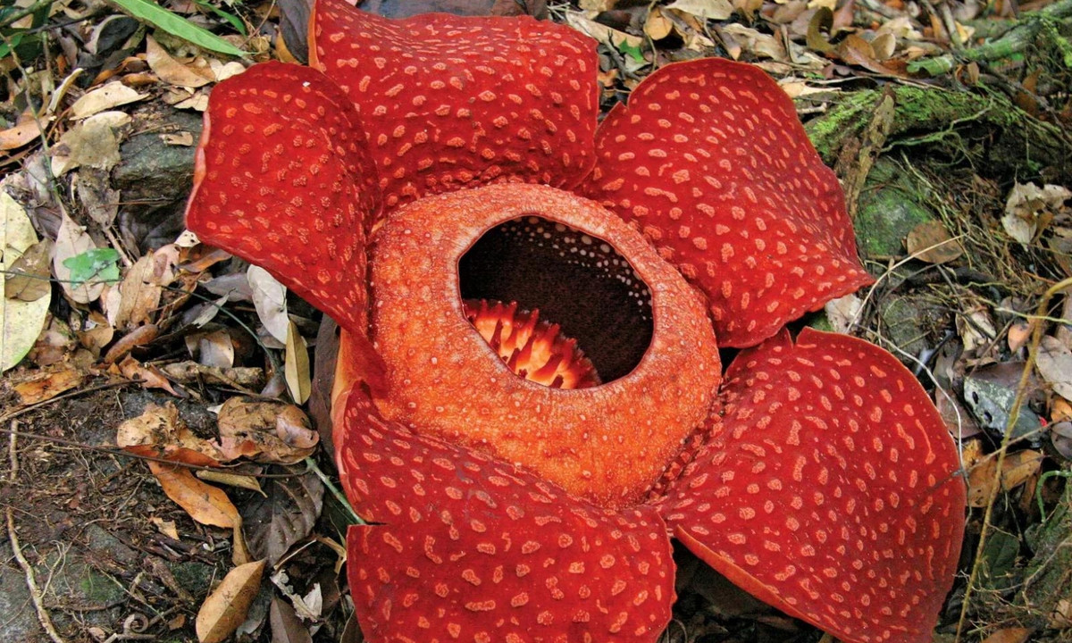 Nó cũng loại bỏ hoàn toàn tất cả các di truyền còn sót lại của bất kỳ lục lạp nào vốn là các cơ quan tế bào thực hiện quang hợp. (Nguồn: Britannica)