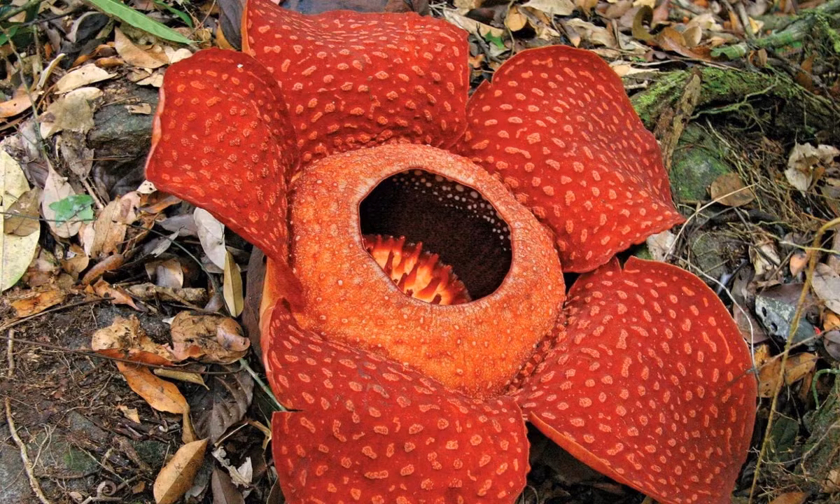 Nó cũng loại bỏ hoàn toàn tất cả các di truyền còn sót lại của bất kỳ lục lạp nào vốn là các cơ quan tế bào thực hiện quang hợp. (Nguồn: Britannica)