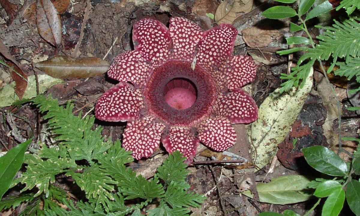 Đơn cử như cây tơ hồng chỉ mất 16% số gene của nó. (Nguồn: Flickr)