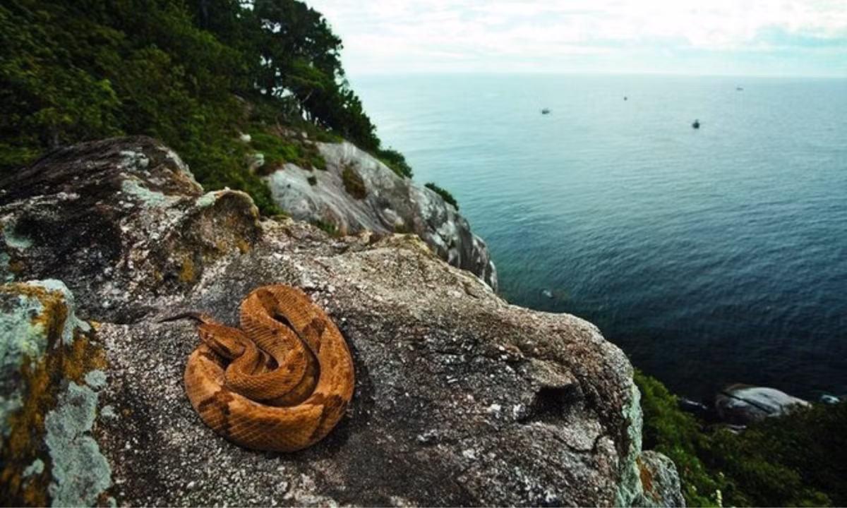 Do không thể thích nghi được với sự thay đổi quả lớn này nên họ quyết định chuyển đến một nơi khác sống. Từ đó hòn đảo này bị bỏ hoang. (Nguồn: Zing) 