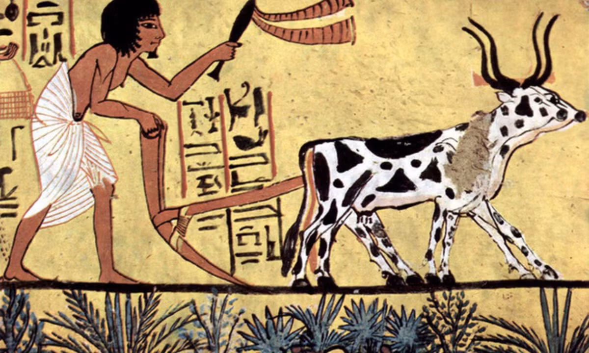 Người dân sẽ đào mương, đắp đê để giữ lượng phù sa này, phục vụ cho việc làm nông nghiệp. Mùa gieo trồng bắt đầu vào tháng 11, được gọi là Peret (mùa nước rút). Đến tháng 4 năm sau, người dân bắt đầu thu hoạch hạt ngũ cốc, rau quả. (Nguồn: Short History website)