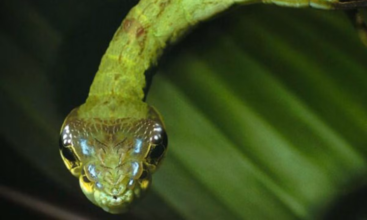 1. Sâu rắn: loài sâu độc đáo này có cái đầu như một con rắn nhưng thực chất nó là một loài sâu bướm Deilephila elpenor, bướm loài này còn được gọi là bướm voi Hark, một loài bướm đêm lớn được tìm thấy trên khắp nước Anh và Ireland. (Nguồn: Báo Tuổi Trẻ)