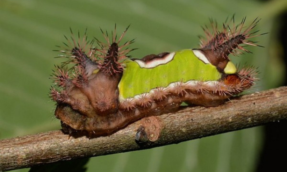 Đoạn thân chính giữa màu xanh lá có hai bên rìa hơi trắng. Giữa thân còn có một chấm bầu dục trông giống một chiếc yên ngựa chính vì vậy loài sâu này có tên gọi là Saddleback. (Nguồn: TinMoiz)