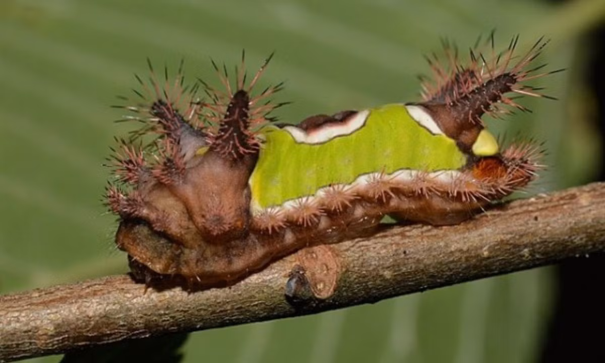 Đoạn thân chính giữa màu xanh lá có hai bên rìa hơi trắng. Giữa thân còn có một chấm bầu dục trông giống một chiếc yên ngựa chính vì vậy loài sâu này có tên gọi là Saddleback. (Nguồn: TinMoiz)