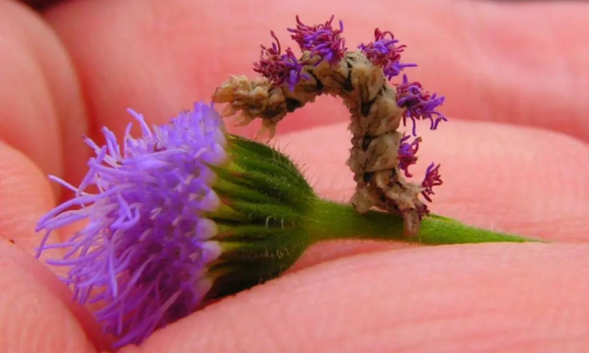 3. Sâu hoa: loài sâu Synchlora aerate là một thiên tài ngụy trang với khả năng biến hóa của cơ thể khiến nó dễ dàng lẫn vào với môi trường xung quanh. Loài sâu này sẽ biến đổi màu sắc cơ thể và gai trên lưng giống với những gì chúng ăn, thông thường là các loại hoa. (Nguồn: uconn.edu)