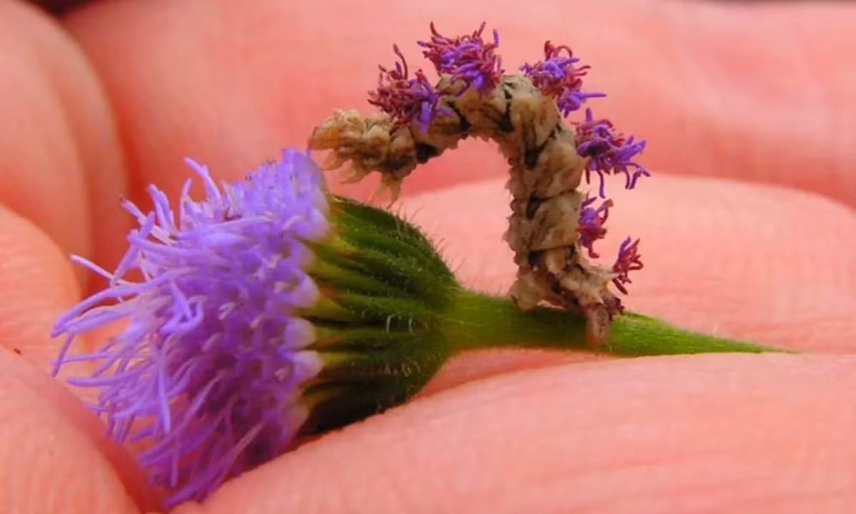 3. Sâu hoa: loài sâu Synchlora aerate là một thiên tài ngụy trang với khả năng biến hóa của cơ thể khiến nó dễ dàng lẫn vào với môi trường xung quanh. Loài sâu này sẽ biến đổi màu sắc cơ thể và gai trên lưng giống với những gì chúng ăn, thông thường là các loại hoa. (Nguồn: uconn.edu)