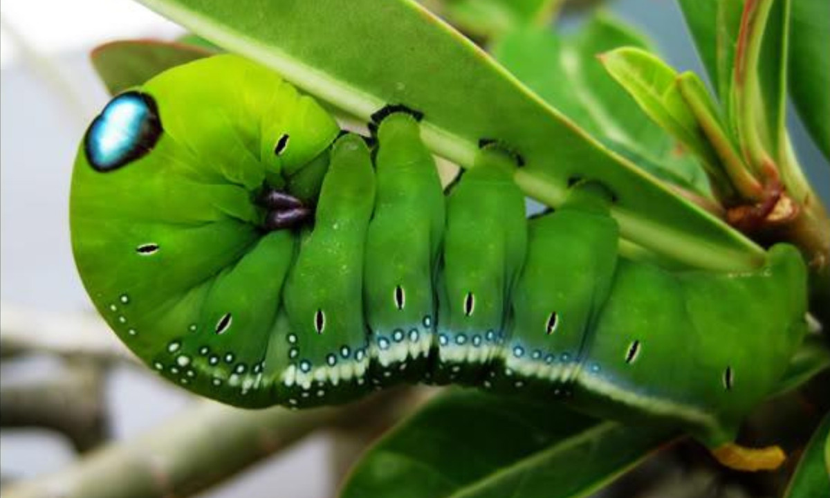 6. Sâu "Iron man": cách ngụy trang của loài sâu này rất thật đặc biệt, chúng có cái đầu như nhân vật Iron man với hai mắt lớn sáng màu và cái đầu tròn to hơn hẳn so với cơ thể. Loài sâu này được tìm thấy ở Philippines. (Nguồn: Kenh14)