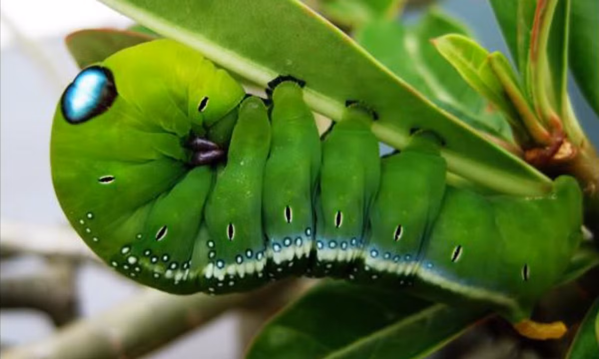 6. Sâu "Iron man": cách ngụy trang của loài sâu này rất thật đặc biệt, chúng có cái đầu như nhân vật Iron man với hai mắt lớn sáng màu và cái đầu tròn to hơn hẳn so với cơ thể. Loài sâu này được tìm thấy ở Philippines. (Nguồn: Kenh14)