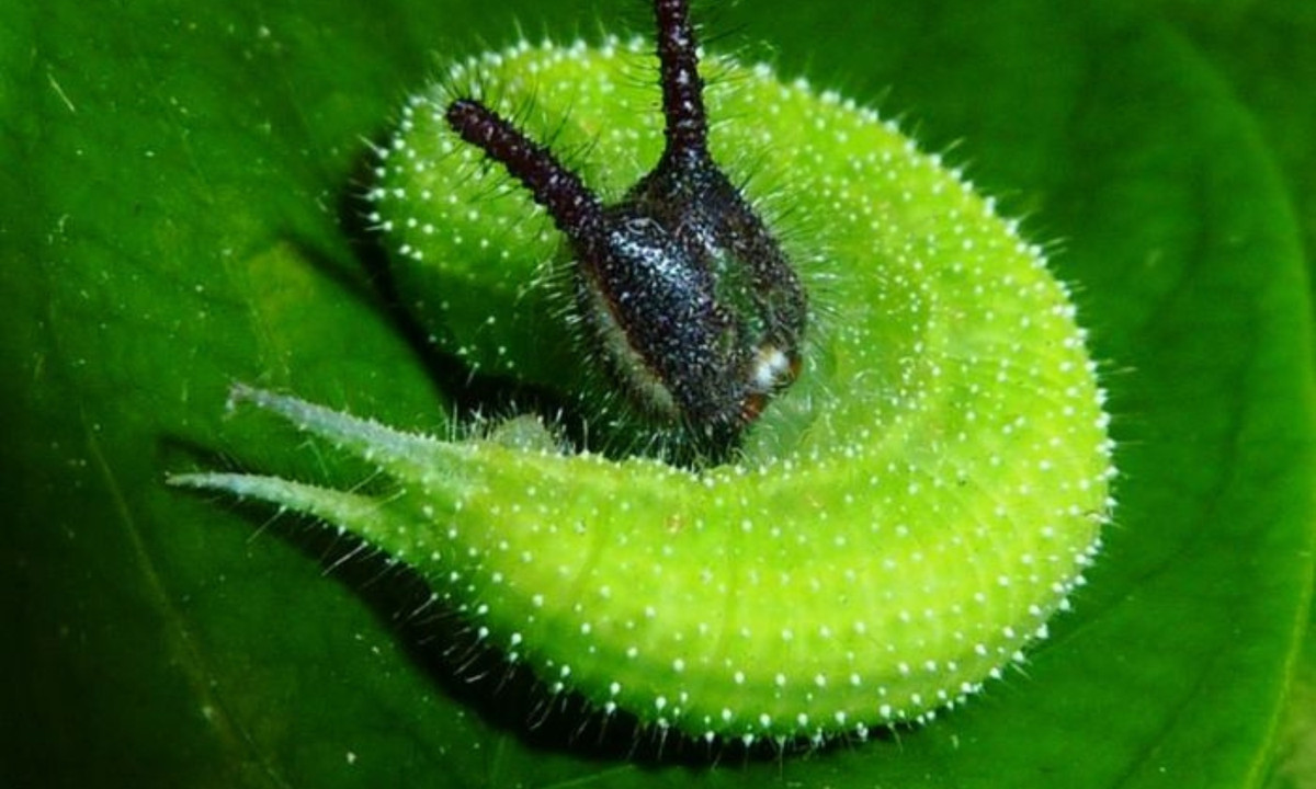 5. Sâu bướm Melanitis leda bankia: có xuất xứ từ vùng Brisbane nước Úc. Toàn thân nó có màu xanh lá với nhiều đốm trắng li ti. Phần đầu có màu xanh đậm hơn với những chiếc râu màu đen. (Nguồn: bestie.vn)