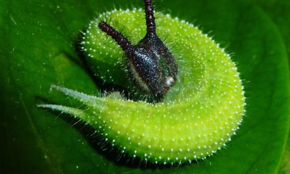 5. Sâu bướm Melanitis leda bankia: có xuất xứ từ vùng Brisbane nước Úc. Toàn thân nó có màu xanh lá với nhiều đốm trắng li ti. Phần đầu có màu xanh đậm hơn với những chiếc râu màu đen. (Nguồn: bestie.vn)