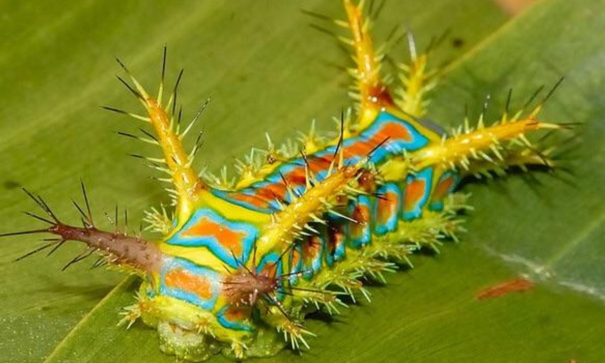 Hình dáng của nó giống như những chiếc gai giúp nó ngụy trang khá tốt. Loài sâu này chủ yếu được tìm thấy ở phía Bắc Australia. Những chiếc gai trên người nó có thể gây đau đớn mạnh gấp ba lần so với một vết ong đốt. (Nguồn: Reddit)