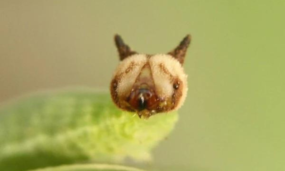 8. Sâu "Hello Kitty": một loài sâu bướm Bush Brown (Mycalesis Gotama) có hình thù rất ngộ nghĩnh với cái đầu rất giống khuôn mặt quen thuộc trên khắp thế giới - Hello Kitty. (Nguồn: Kenh14)