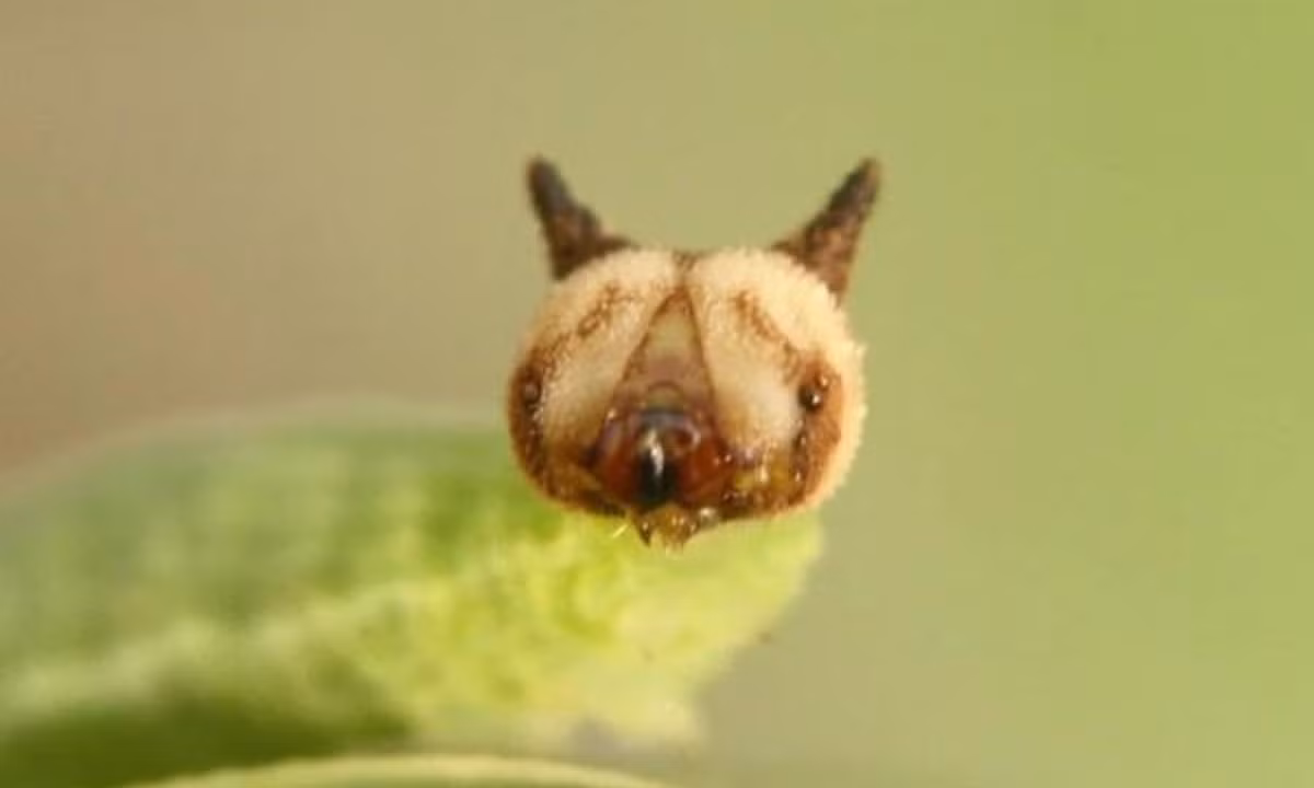 8. Sâu "Hello Kitty": một loài sâu bướm Bush Brown (Mycalesis Gotama) có hình thù rất ngộ nghĩnh với cái đầu rất giống khuôn mặt quen thuộc trên khắp thế giới - Hello Kitty. (Nguồn: Kenh14)