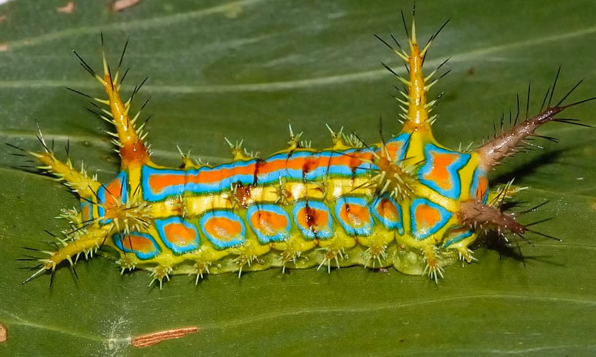 2. Sâu Wattle Cup: là một trong những loài sâu có màu sắc sặc sỡ nhất trên Trái Đất và cũng có hình thù kỳ dị nhất. (Nguồn: Featured Creature)