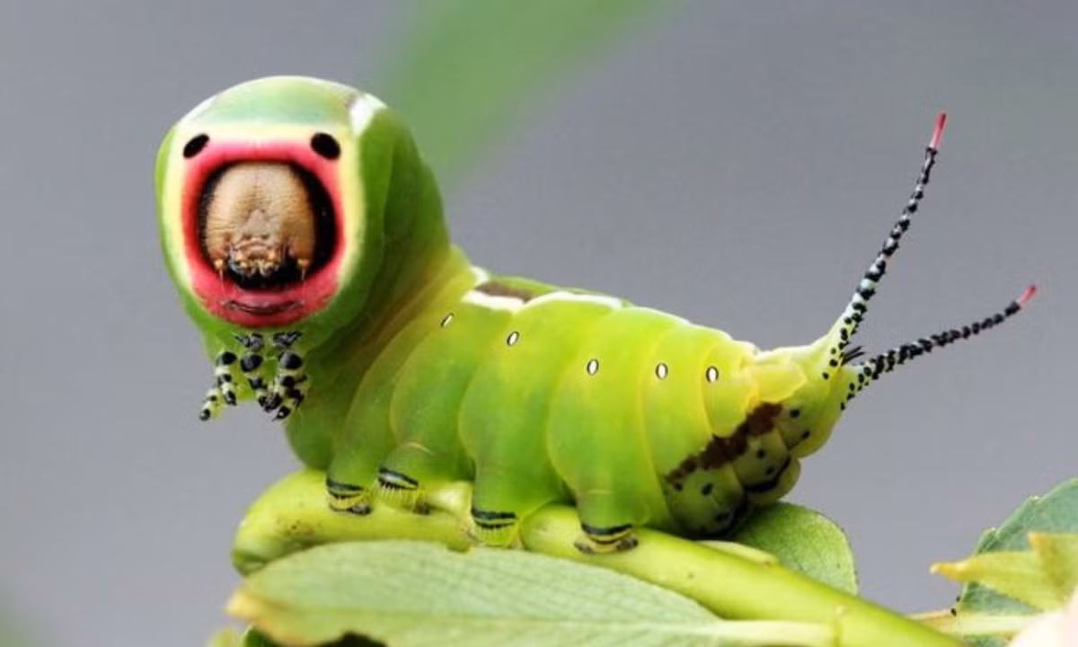 7. Sâu của loài ngài Cerura iberica: sống ở Tây Ban Nha cũng trang bị cho mình một bộ mặt thật dữ tợn để hù dọa kẻ thù nhưng với thân hình có phần "ục ịch", nhìn chú sâu này trông tức cười hơn là đáng sợ. (Nguồn: bestie.vn)