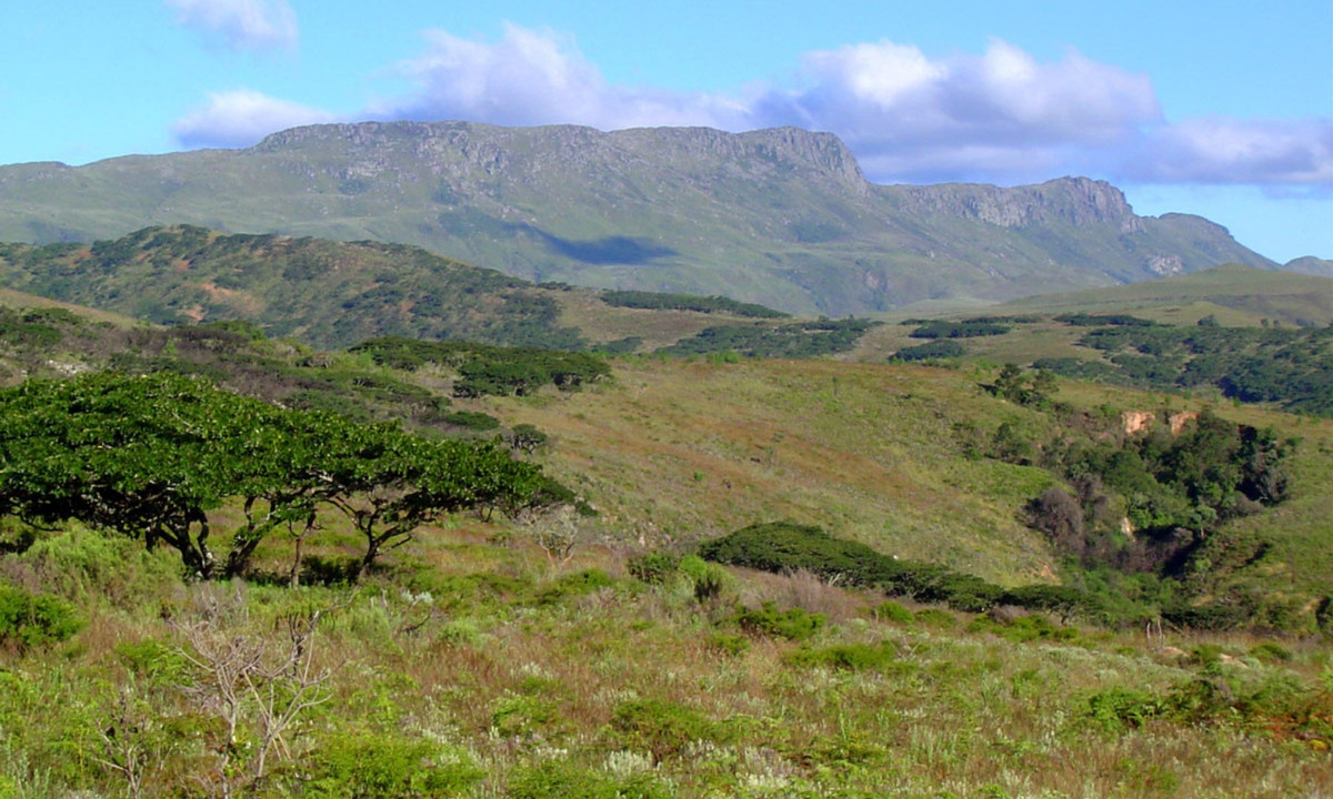Và kỳ quặc hơn cả khi nói đến sự thần bí của rặng núi Nyangani là trường hợp người bị tuyên bố là mất tích bỗng dưng xuất hiện trở lại. Đó là vào đầu thập niên 1980, một quan chức cao cấp của chính phủ với 2 người bạn đồng hành bỗng nhiên mất tích trong lúc dã ngoại trên núi Nyanga. Họ đã mất tích tổng cộng 4 ngày và mọi cuộc tìm kiếm đều vô hiệu. (Nguồn: Flora of Zimbabwe)