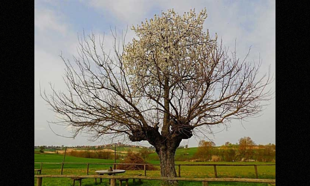 6. Cây kép Casorzo: tại vùng quê Piemonte của Italy, một cây anh đào sinh trưởng và phát triển trực tiếp trên ngọn một cây dâu tằm. Một giả thuyết cho rằng lũ chim đã thả hạt anh đào lên ngọn cây dâu tằm, nó nảy mầm, phát triển thành cây. (Nguồn: itrithuc.vn)