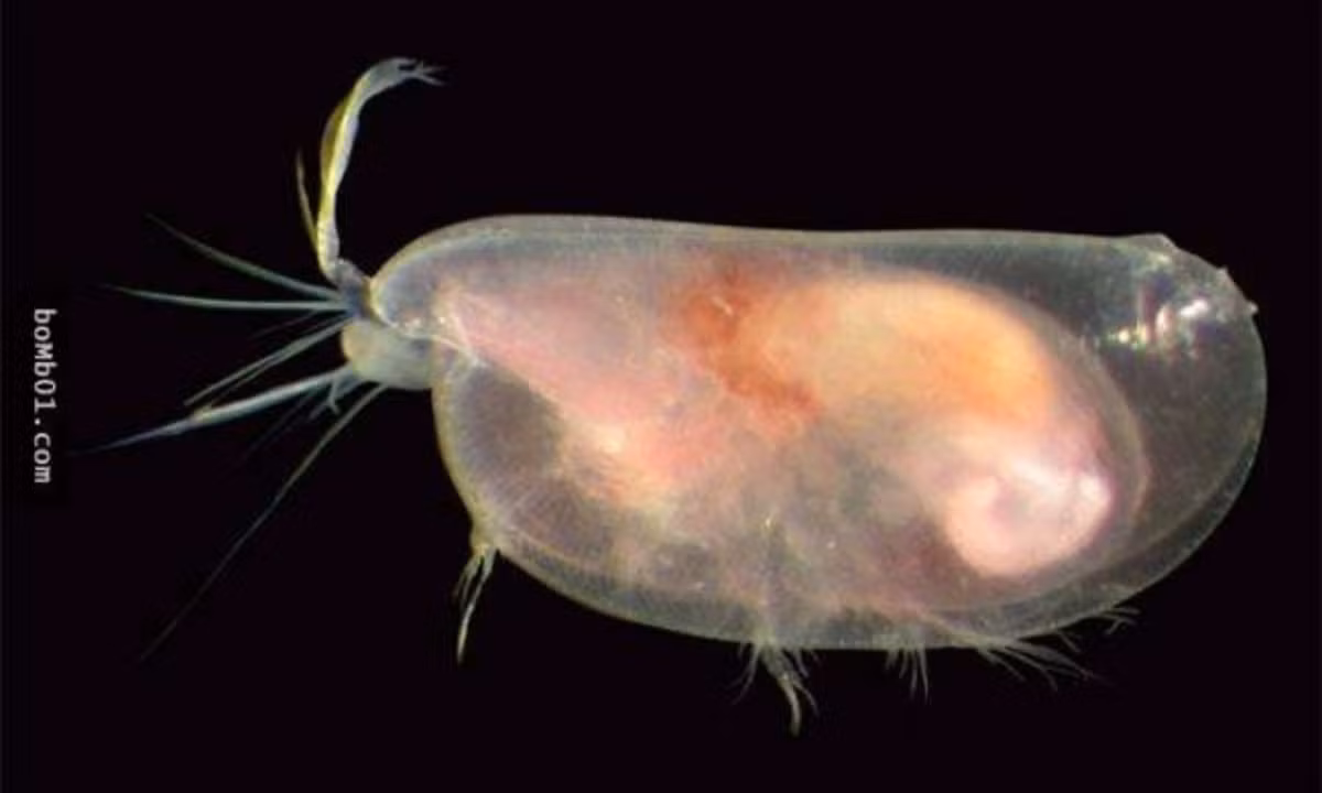 2. Hang động chứa khí lưu huỳnh: Một nhóm công nhân đã phát hiện ra một hang động Movile ở đông nam Romania. Hang động này có bầu không khí vô cùng độc hại, hàm lượng CO2 cao gấp 100 lần trên mặt đất và chứa đầy khí H2S. (Nguồn: vtc.vn)