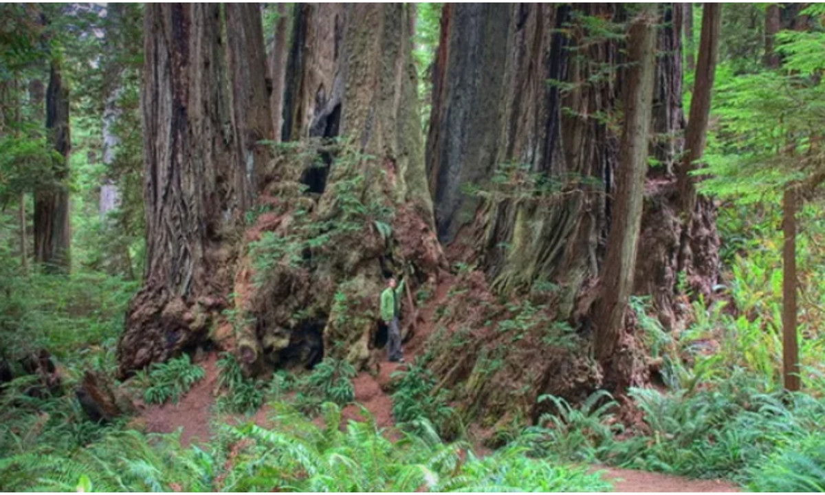 6. Orion - 112,63 m (369,5 ft): đuợc phát hiện vào năm 2014 bởi nhà địa lý học Doreen Boyd thuộc Đại học Nottingham và các đồng nghiệp. Cây nặng khoảng 81,5 tấn và có trọng lượng tương đương với 13 con voi đồng cỏ châu Phi. Tên Menara có nghĩa là "tháp" trong tiếng Mã Lai. (Nguồn: cachhaynhat.com)