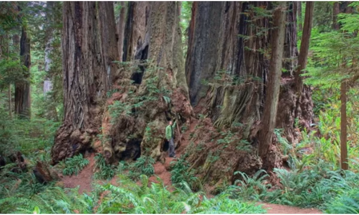 6. Orion - 112,63 m (369,5 ft): đuợc phát hiện vào năm 2014 bởi nhà địa lý học Doreen Boyd thuộc Đại học Nottingham và các đồng nghiệp. Cây nặng khoảng 81,5 tấn và có trọng lượng tương đương với 13 con voi đồng cỏ châu Phi. Tên Menara có nghĩa là "tháp" trong tiếng Mã Lai. (Nguồn: cachhaynhat.com)