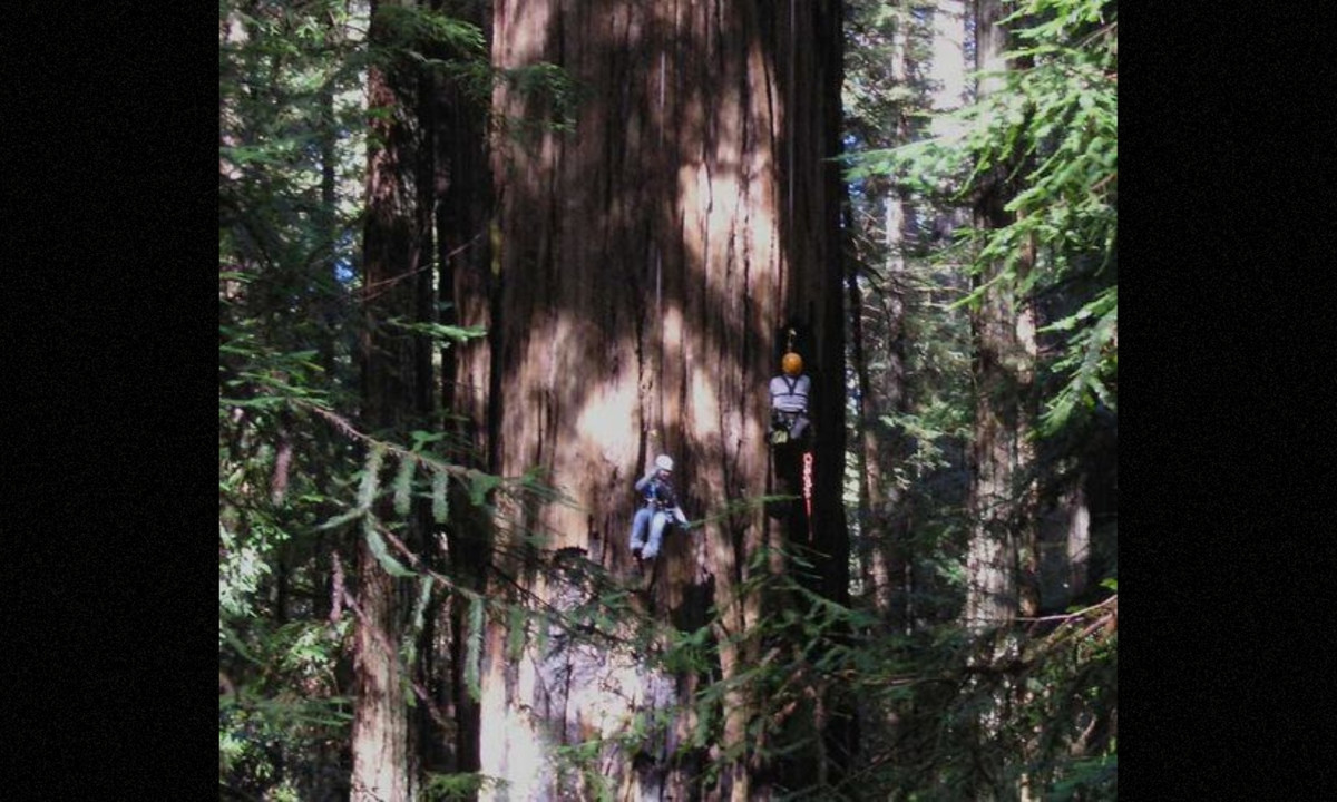 2. Helios - 114,58 m (375,9 ft): theo báo cáo, Helios là cây cao nhất thế giới từ ngày 1 tháng 6 năm 2006 đến ngày 25 tháng 8 năm 2006 . Cây mất danh hiệu sau khi những người làm rừng tìm thấy Hyperion ở phía bên kia nhánh sông Redwood. (Nguồn: Pinterest)