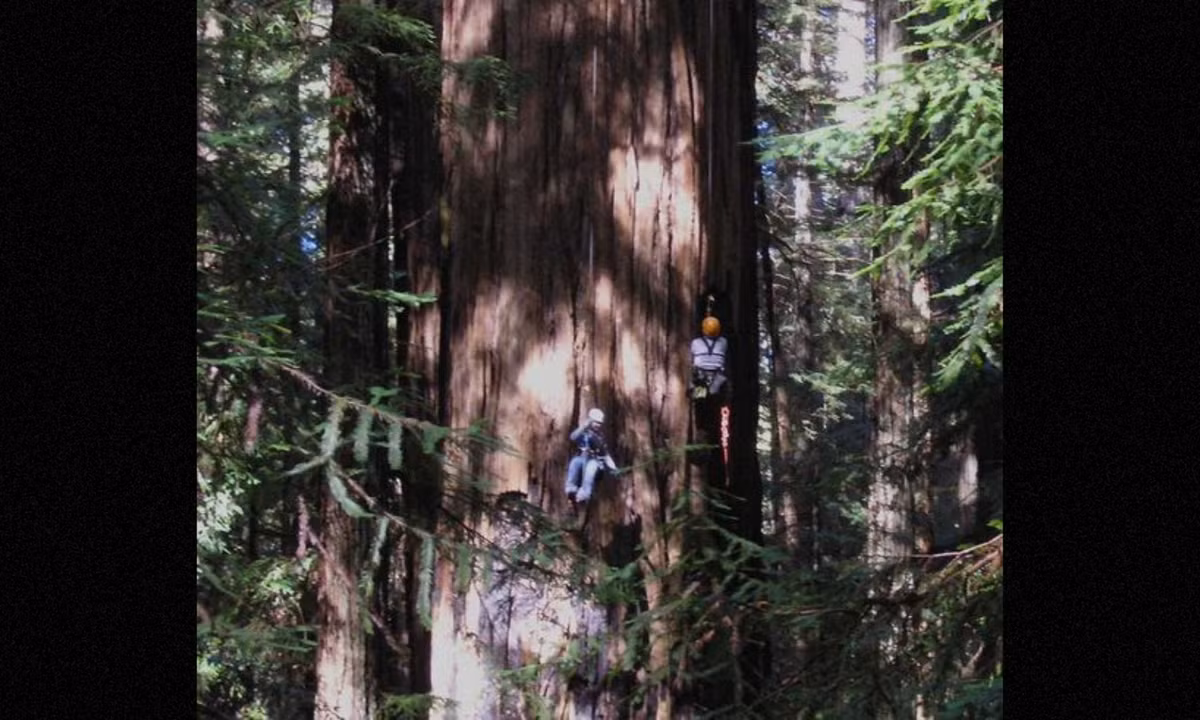 2. Helios - 114,58 m (375,9 ft): theo báo cáo, Helios là cây cao nhất thế giới từ ngày 1 tháng 6 năm 2006 đến ngày 25 tháng 8 năm 2006 . Cây mất danh hiệu sau khi những người làm rừng tìm thấy Hyperion ở phía bên kia nhánh sông Redwood. (Nguồn: Pinterest)