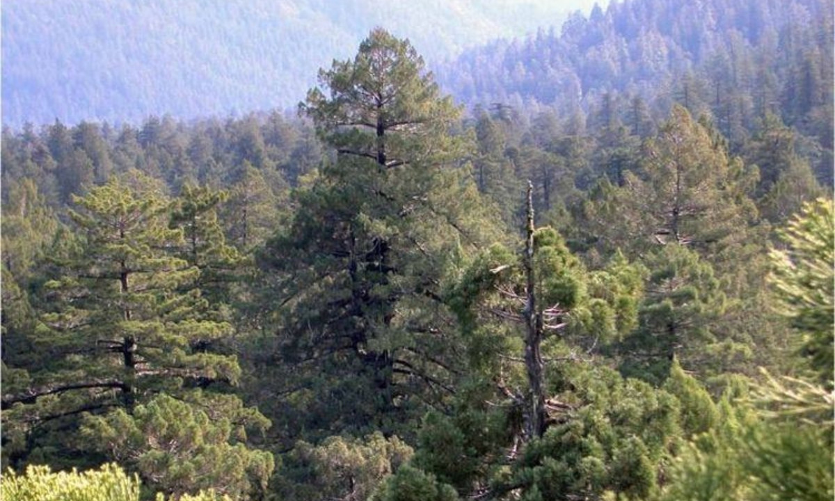 4. Stratosphere Giant – 113.11 m (371.1 ft): từng được coi là cây cao nhất thế giới. Nó được phát hiện vào tháng 7 năm 2000 tại Công viên Bang Humboldt Redwoods, cao 112,34 mét (368,6 ft). Cây đã tiếp tục phát triển và đo được 113,11 m (371,1 ft) vào năm 2010. (Nguồn: Famous Redwoods)