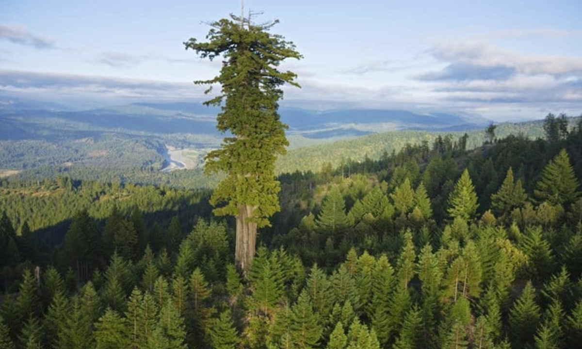 10. Mendocino - 112,20 m (368,1 ft): nằm trong Công viên Quốc gia Sequoia ở California, Hoa Kỳ với chiều cao 83,8 mét và đường kính cao nhất 11,1 mét. Trong lần đo năm 2002, nó có thể tích 1.487 mét khối. Theo thể tích, nó là cây đơn thân lớn nhất thế giới hiện nay. (Nguồn: Google)