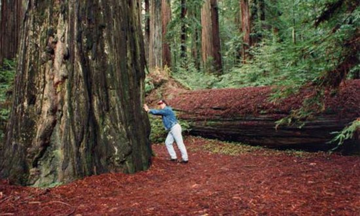 8. Rockefeller - 112,60 m (369,3 ft): là một loại cây thân gỗ mọc ở Úc và thường có thể thách thức vị thế của những cây cao nhất thế giới. Trong lịch sử, có những ghi chép cho thấy rằng có nhiều cây cao hơn 114,3 mét, 132,6 mét hoặc thậm chí 146 mét, nhưng không thể xác định rõ ràng do đã tồn tại quá lâu. (Nguồn: Pinterest)