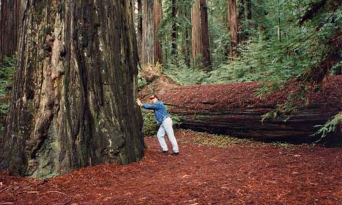 8. Rockefeller - 112,60 m (369,3 ft): là một loại cây thân gỗ mọc ở Úc và thường có thể thách thức vị thế của những cây cao nhất thế giới. Trong lịch sử, có những ghi chép cho thấy rằng có nhiều cây cao hơn 114,3 mét, 132,6 mét hoặc thậm chí 146 mét, nhưng không thể xác định rõ ràng do đã tồn tại quá lâu. (Nguồn: Pinterest)