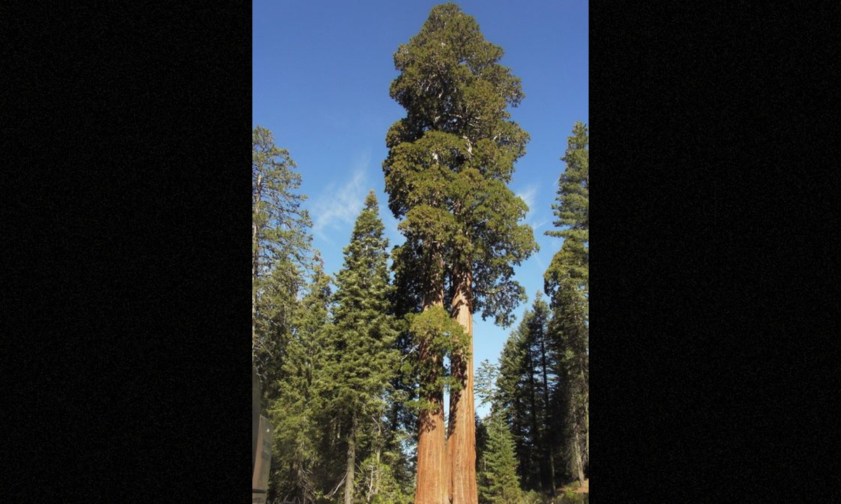 9. Paradox – 112.56 m (369.2 ft), USA: nó hiện được biết là cao đến 100 mét. Cây vân sam Bắc Mỹ có tuổi thọ dài, và một số cá thể đã hơn 700 tuổi. Chúng không yêu cầu cao về môi trường sống và phát triển nhanh chóng, mỗi năm có thể tăng thêm 1,5 mét. (Nguồn: Pinterest)