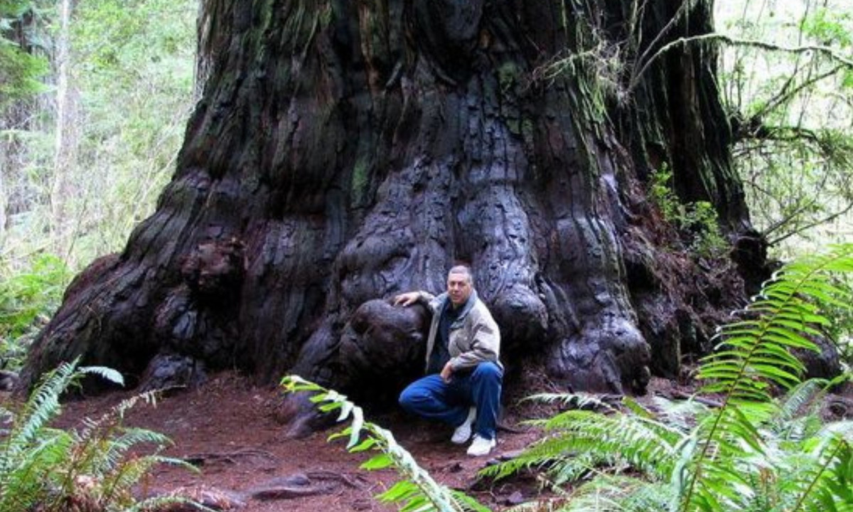 7. Lauralyn - 112,62 m (369,5 ft): phân bố chủ yếu ở Bắc Mỹ, nằm ở độ cao 1800 mét trên mực nước biển. Chúng là loài cây lá kim cao thứ hai thế giới, cao tới 100,3 mét và cũng là những cây "khổng lồ", thường thách thức địa vị cao nhất của các cây cao nhất. (Nguồn: Pinterest)